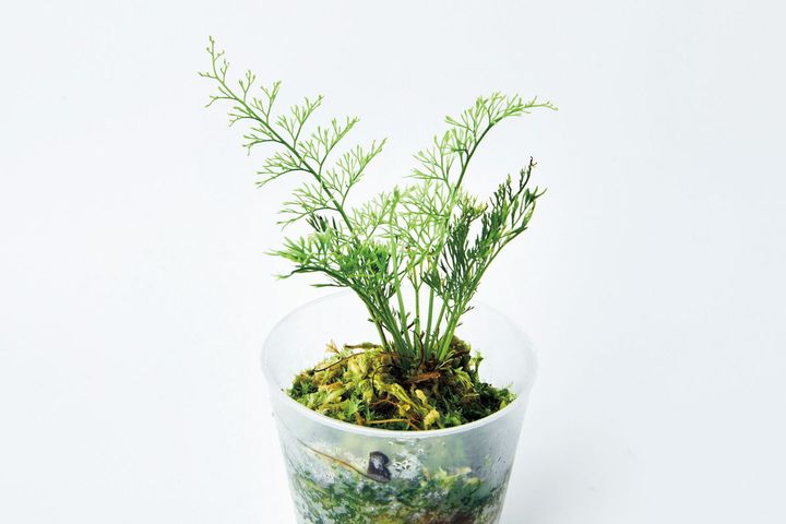 アスプレニウム不明種