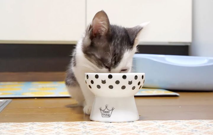 ご飯を食べる子猫