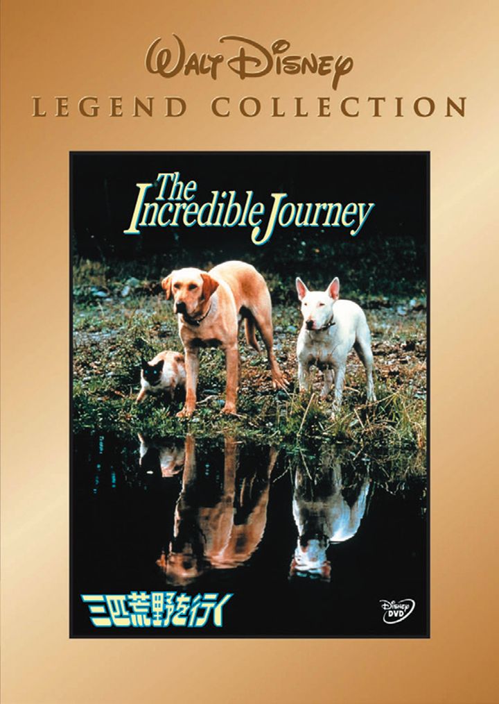 『三匹荒野を行く』。友達を守るため、猫が巨大な熊に立ち向かう。