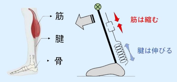 筋肉が十分に強くてもアキレス腱が柔らかいとふんばりがききません