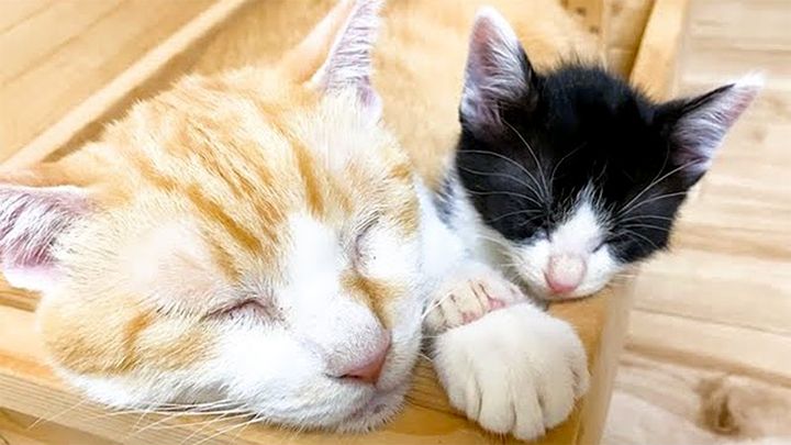 先住猫と手をつないで眠る子猫