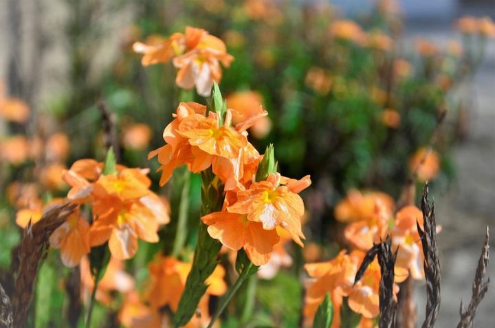 11月4日の花とは？【366日の誕生花と幸せの花言葉】