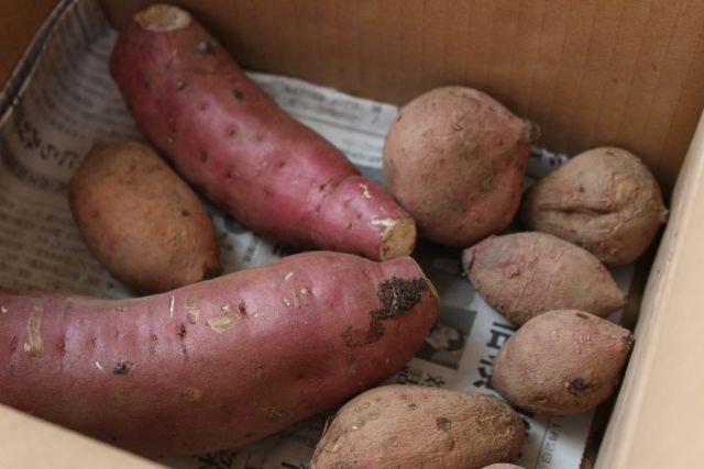 ダンボールに入ったさつまいも 複数の種類