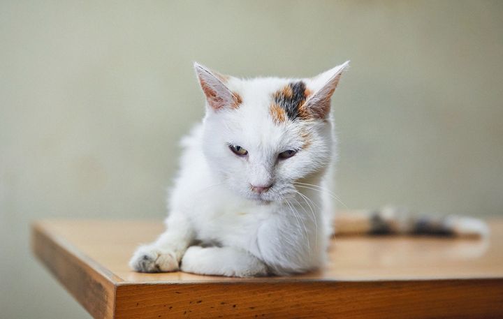 テーブルの上で不思議な体勢で寛ぐコンちゃん。