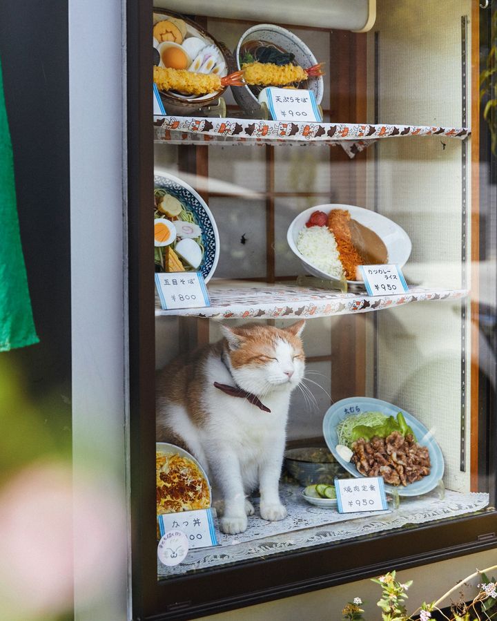 ペタくんは気持ちよさそうに目を細めて日向ぼっこ中。コンちゃんが上段で一緒に和んでいることも。