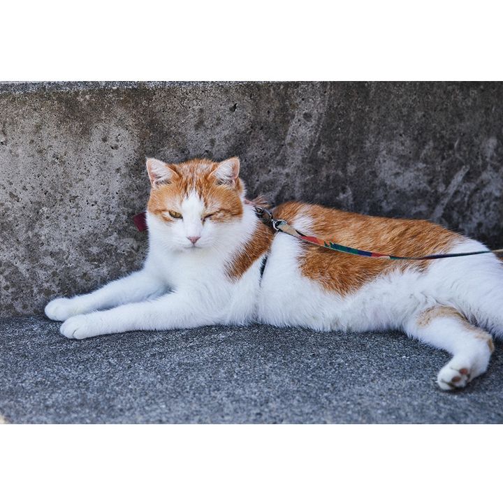 散歩が日課のペタくん。取材日はあまり気分が乗らなかったようで、さくっと短めでした。