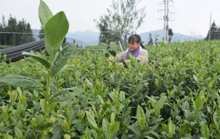 「え、抹茶って日本のじゃないの…？」