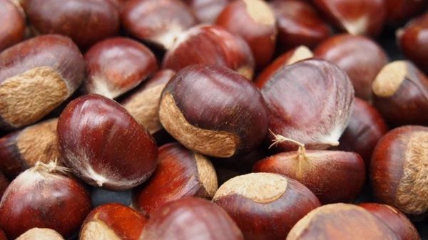 しなのあまぐりを贅沢に使った「しなのあまぐりジェラート」がMakuakeに登場！