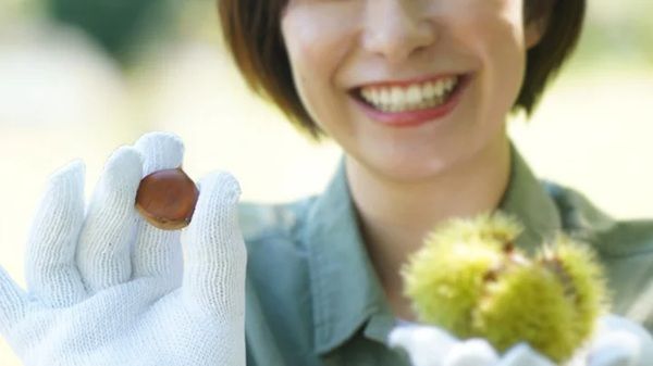 しなのあまぐりを贅沢に使った「しなのあまぐりジェラート」がMakuakeに登場！