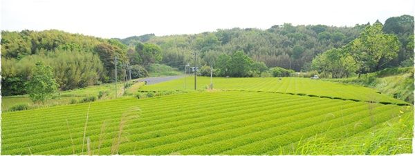 有機JAS認定の豊緑園よりパウダー茶シリーズ「CHAWDER」新発売