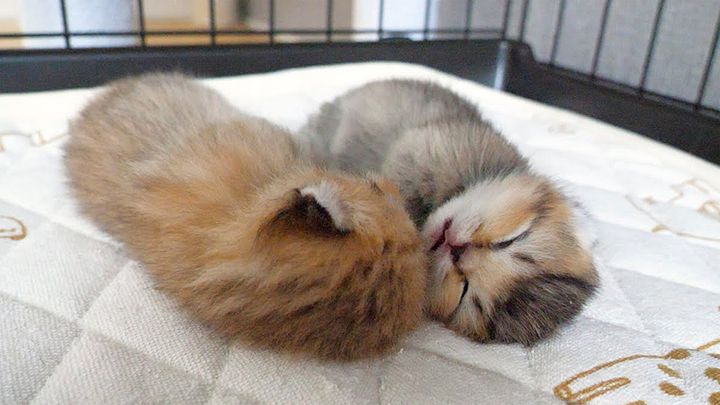 口を開けて眠る子猫