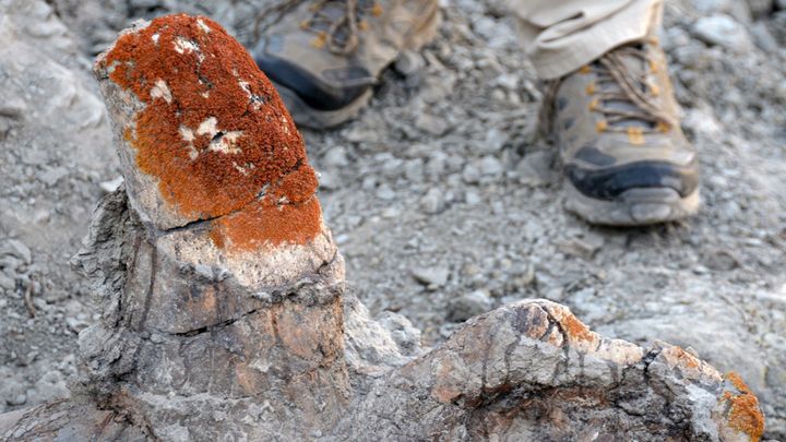 恐竜の化石に好んで生えるコケを発見