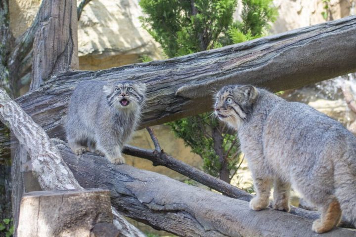 横浜市にある野毛山動物園は4日、リニューアルの一環として10日より東京都上野恩賜動物園からマヌルネコの「フィーガ」くん（オス・1歳）が来園することを公式サイトや公式Xで発表しました。