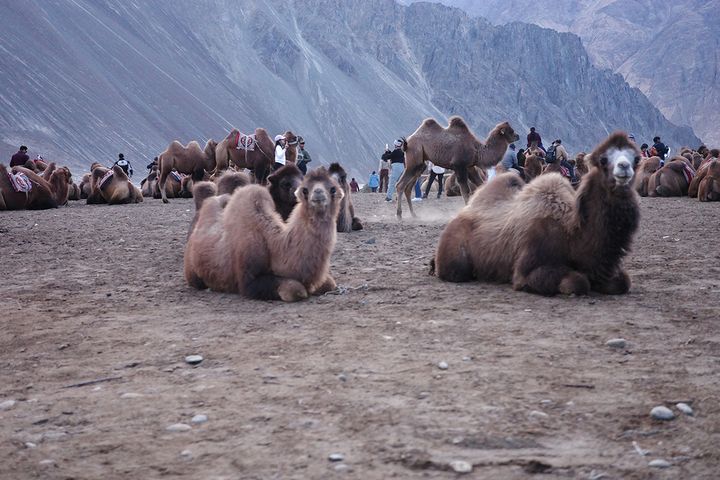 【インド・ラダックへ！ 絶景スポットをめぐる旅】現地の治安＆交通手段も紹介：加藤恵さんの初インド旅Vol.4