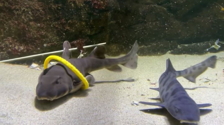 「サメは遊ばない」の通説に挑む