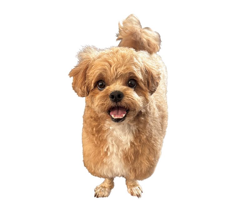 阿比留あんなの愛犬