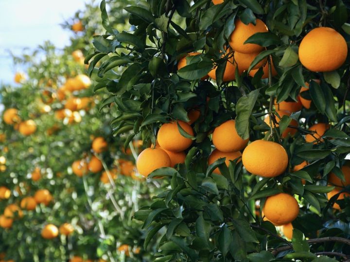 All About ニュース編集部が全国250人を対象に実施した「老後に住みたい」市に関するアンケート」の調査結果から、「老後に住みたい」と思う和歌山県の市ランキングを発表！ 2位「有田市」を抑えた1位は？