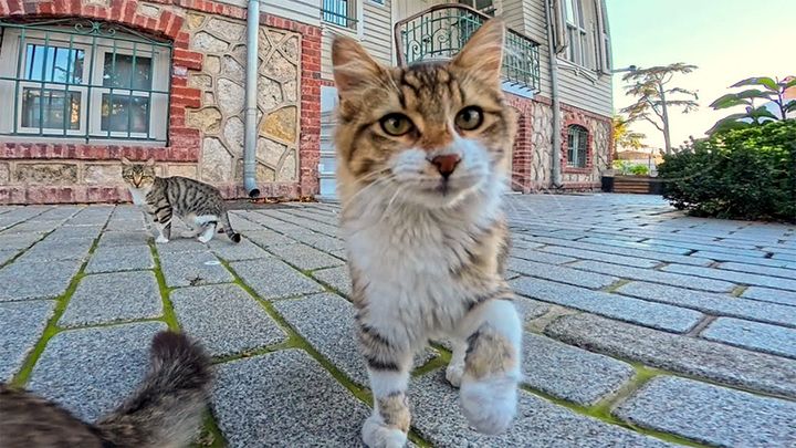 猫パンチを繰り出す猫