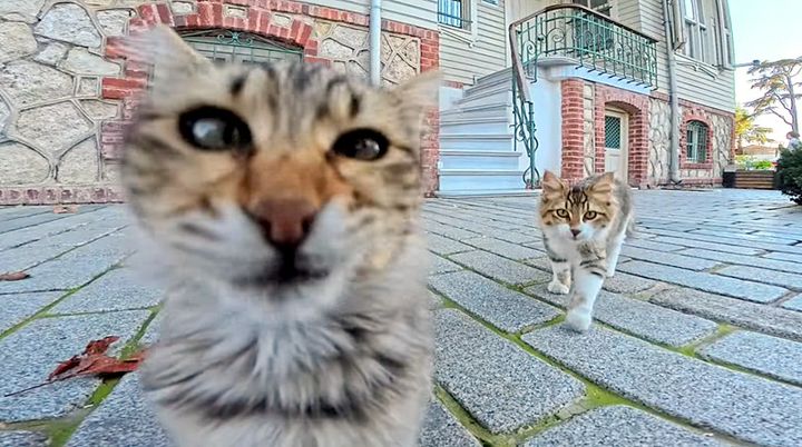 ソ〜ッと近づいてきた猫