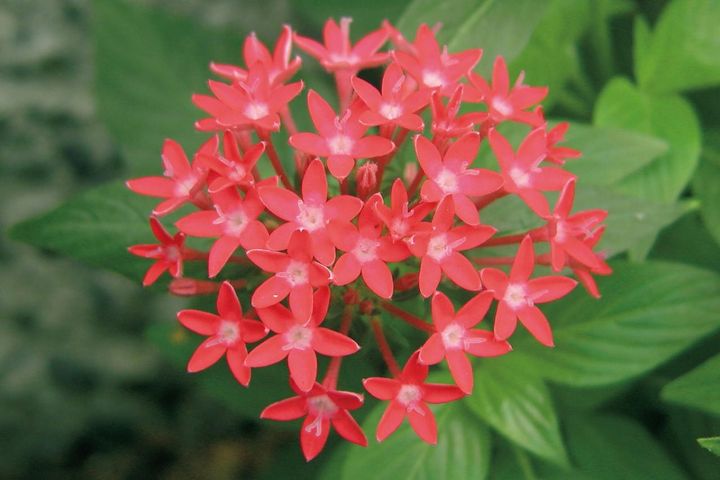 11月5日の花とは？【366日の誕生花と幸せの花言葉】