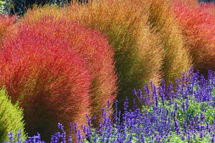 秋色に染まる草花と紅葉する低木［8選］庭やベランダをやさしく彩る【ガーデニング】