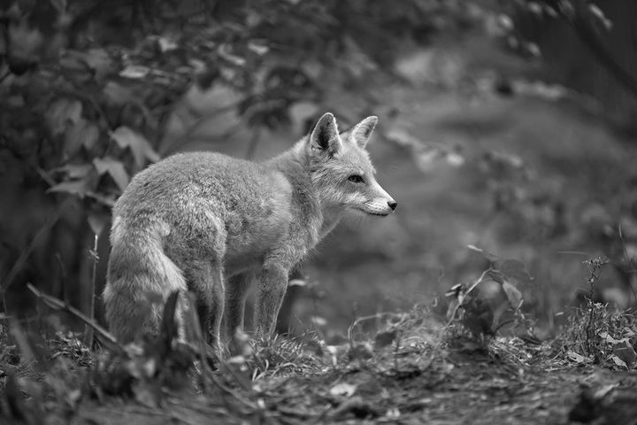 赤狐 (ホンドギツネ キツネ属)
