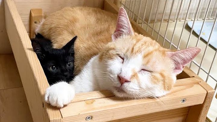 先住猫の横に収まる子猫