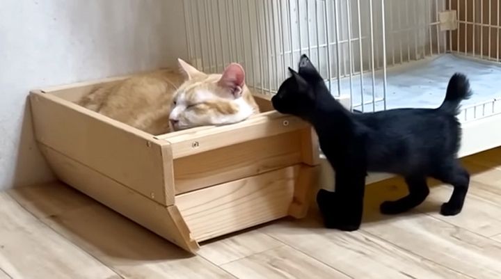 先住猫が気になる子猫
