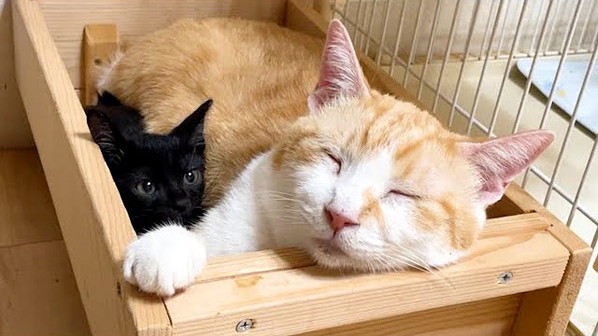 先住猫の横にすっぽりハマる保護子猫。その愛らしい光景にホッとする♡ | TRILL【トリル】