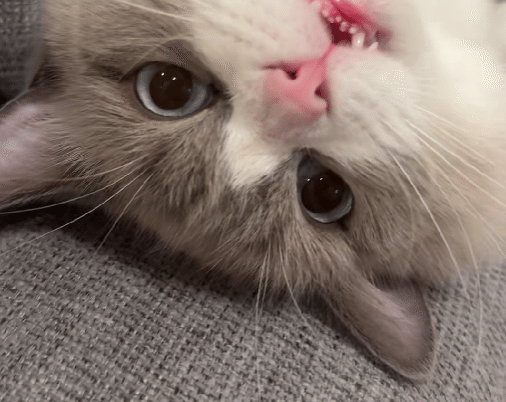 ラグドールのどんくさ投稿に「うちのも鈍臭いです」 | TRILL【トリル】