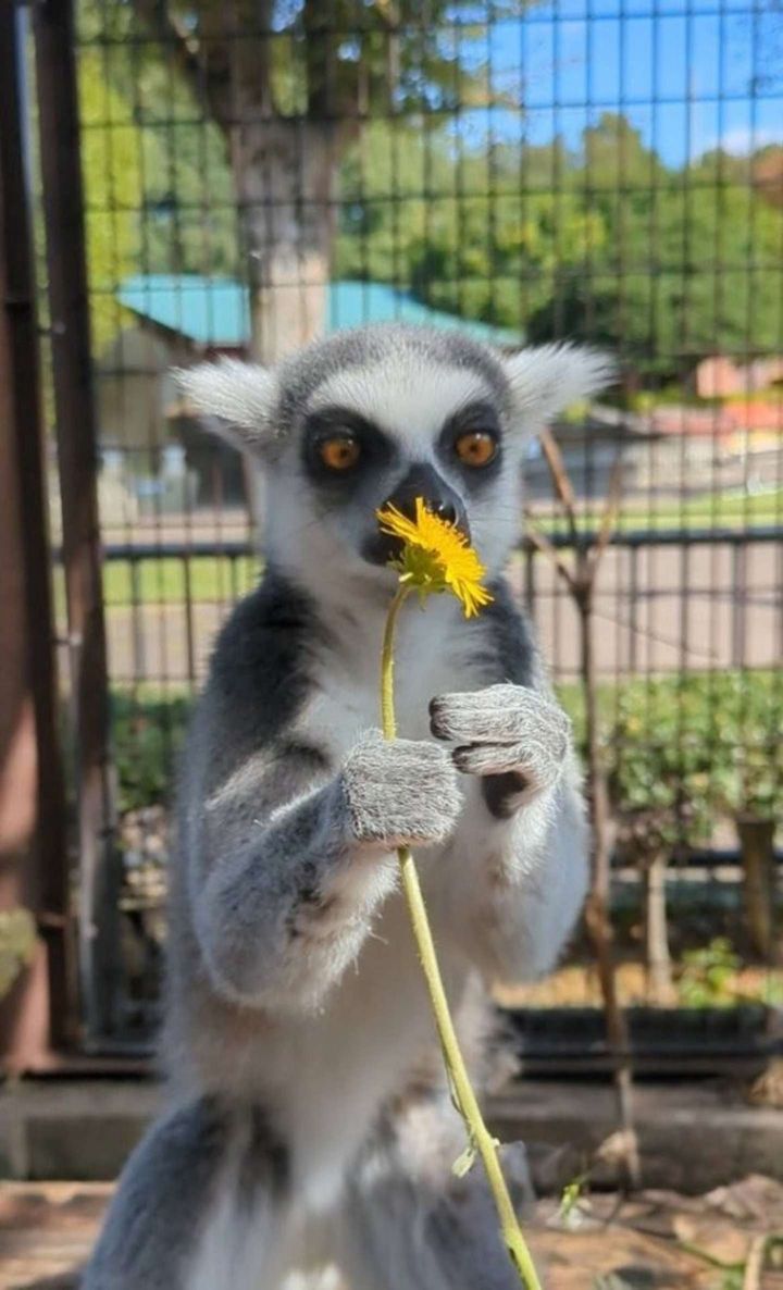 タンポポを手にして...（画像提供：市川市動植物園）