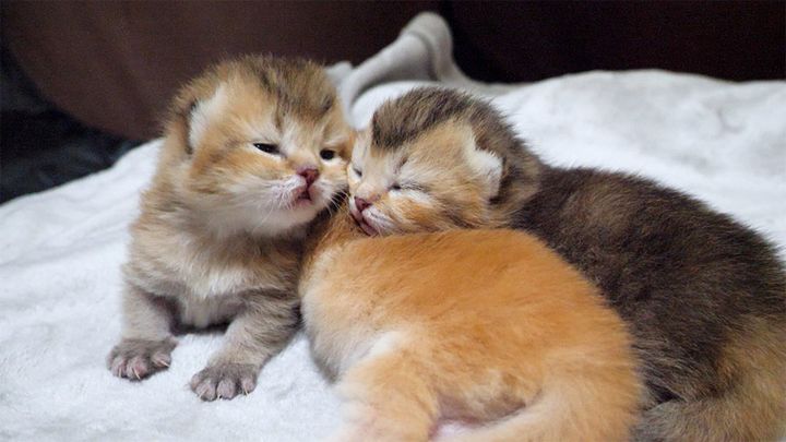 兄弟の背中を枕にする子猫