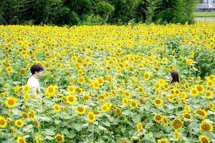 (C)2025映画「盤上の向日葵」製作委員会