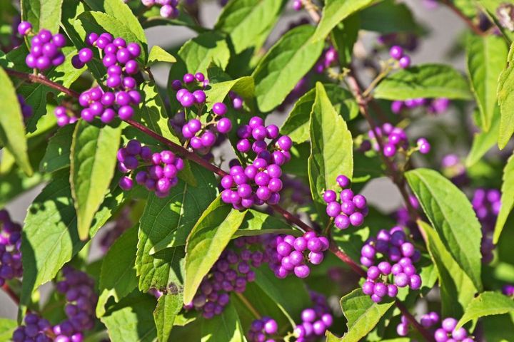 11月6日の花とは？【366日の誕生花と幸せの花言葉】