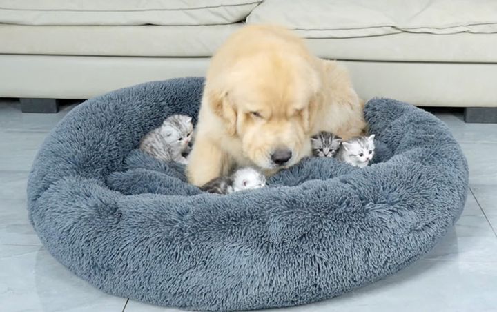 子猫達にベッドを取られた犬