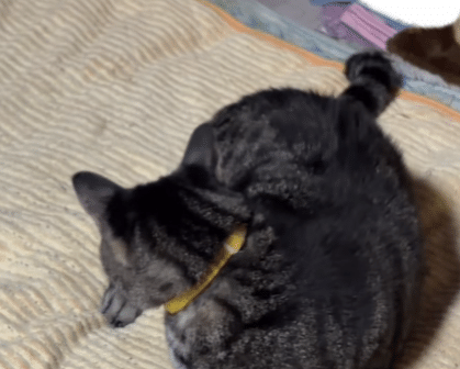 たまに意外な行動をして、私たちを笑顔にしてくれる猫ちゃん。