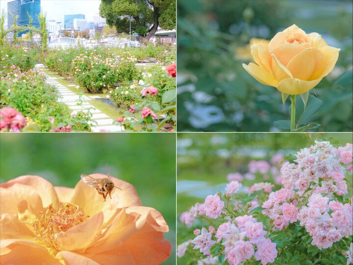 バラが見頃♪自然もレトロ建築も楽しめる中之島さんぽ