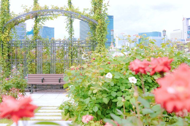 バラが見頃♪自然もレトロ建築も楽しめる中之島さんぽ