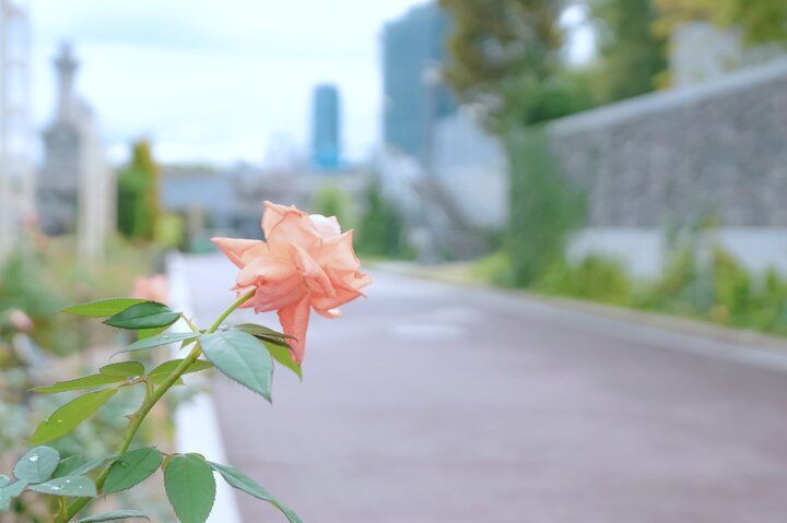 バラが見頃♪自然もレトロ建築も楽しめる中之島さんぽ