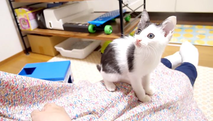 膝の上で遊ぶ子猫