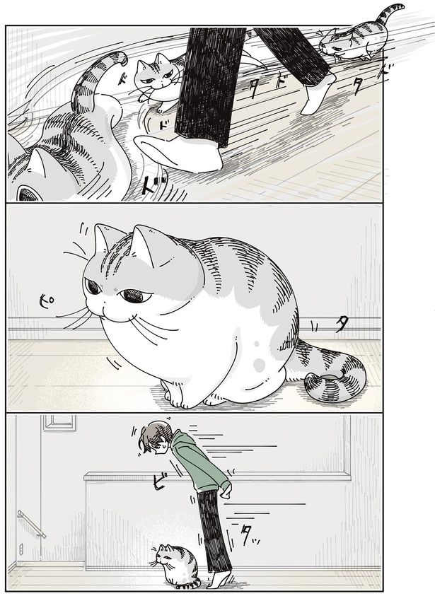 ピタッ （C）キュルZ／KADOKAWA