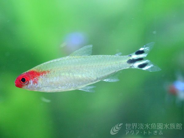 【岐阜県各務原市】アクア・トト ぎふ、もうすぐ1000万人来場のためイベント多数開始！