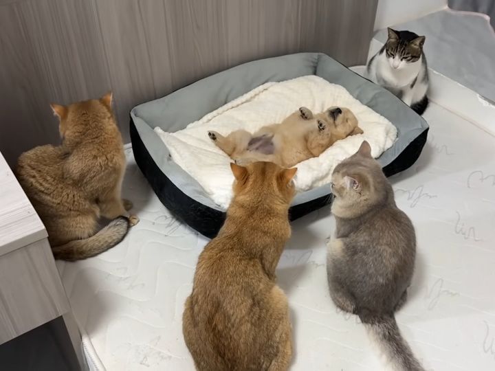 子犬を見守る猫たち……