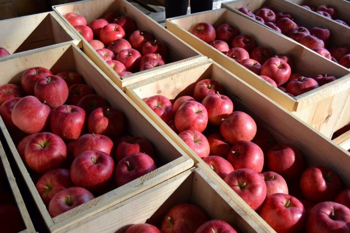 ファミリーマートは、北海道産牛乳を使用したミルクアイスが楽しめる「たべる牧場」シリーズの新商品「たべる牧場アップルパイ」（税込み280円）を4日から発売しました。