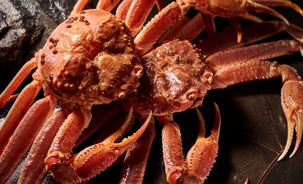 かに道楽のおもてなしの頂点が決定！「活ズワイかに」を題材に全国接客コンテスト開催