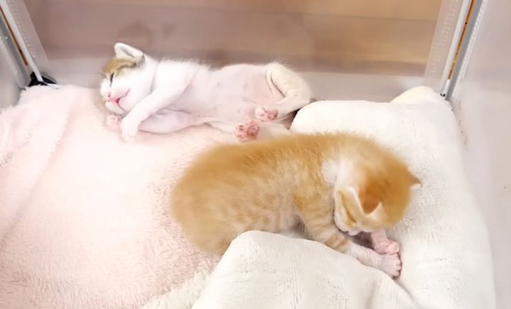 眠る子猫達