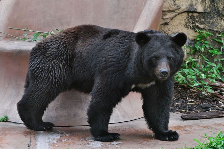 「熊」の正しいイントネーションは？