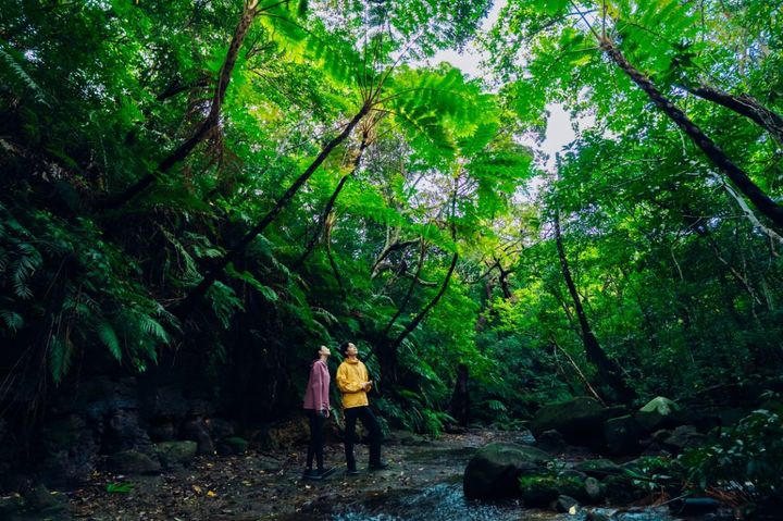 西表島のジャングル