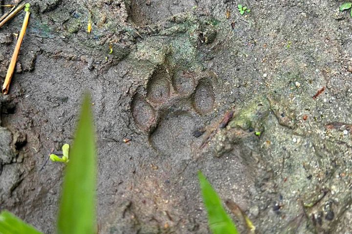 イリオモテヤマネコ痕跡ツアー