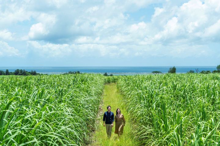 サトウキビ畑ガイドツアー